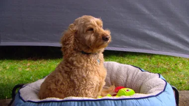 Travelling With your pets
