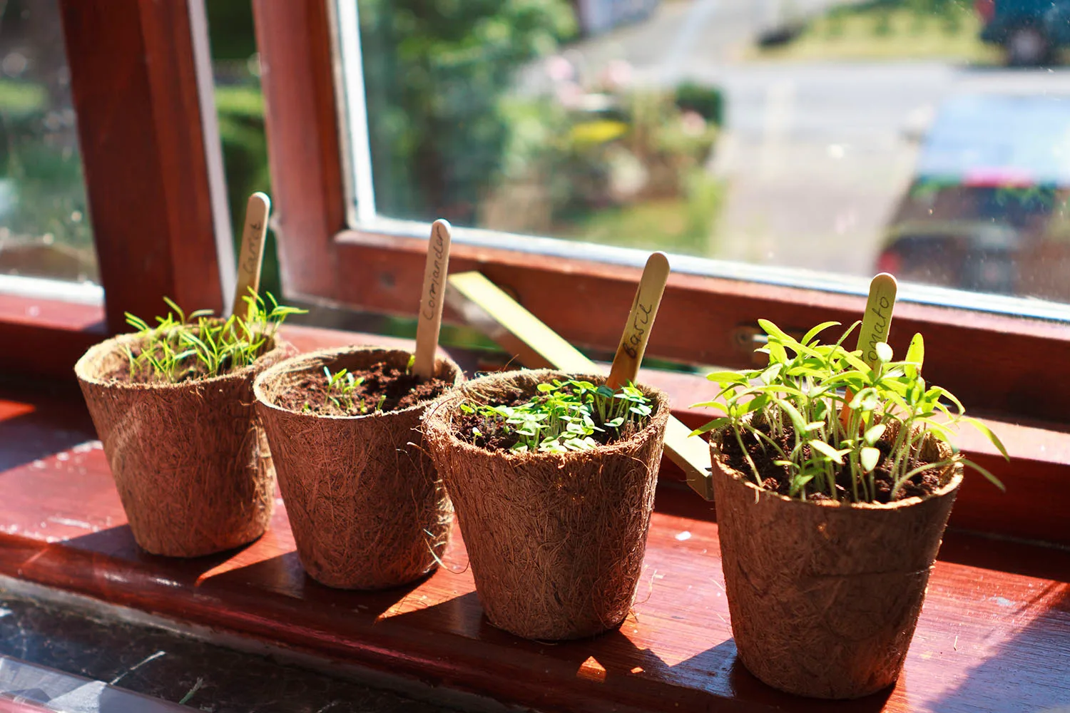 herbs growing in pots on windowsill