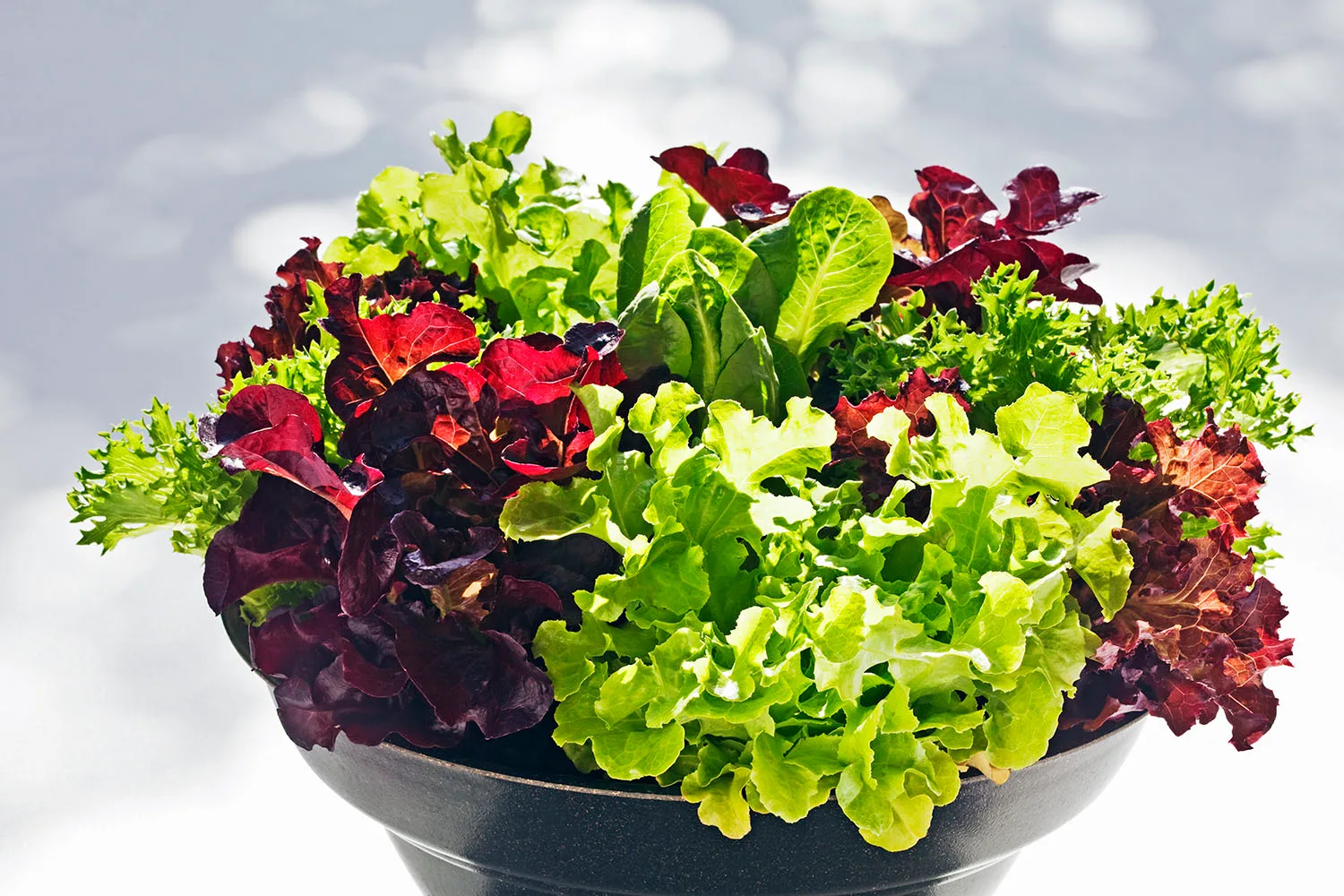 lettuce growing in pot