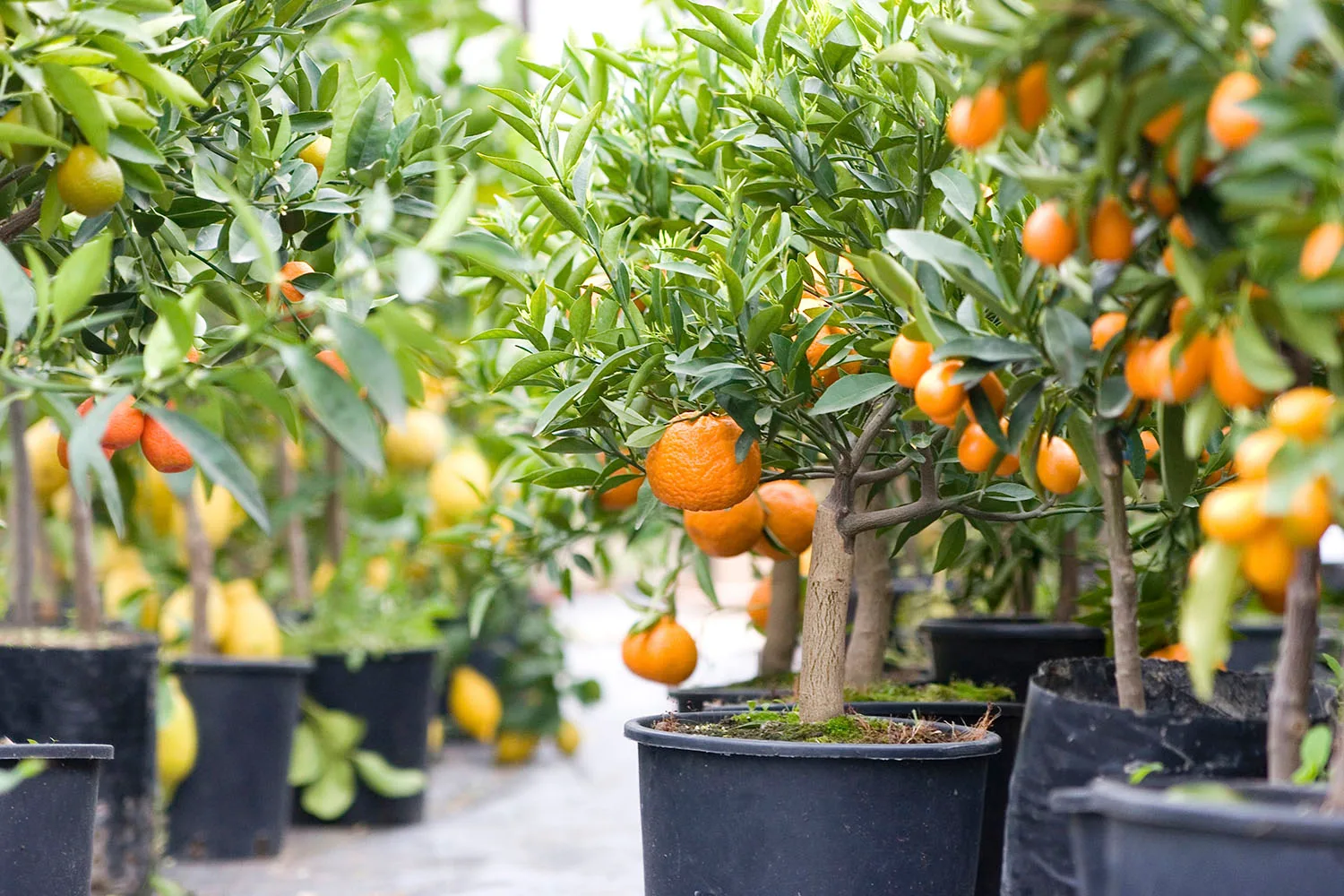 orange trees growing in pots