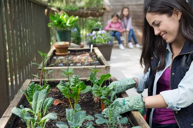 How to grow fruit and vegies in small spaces
