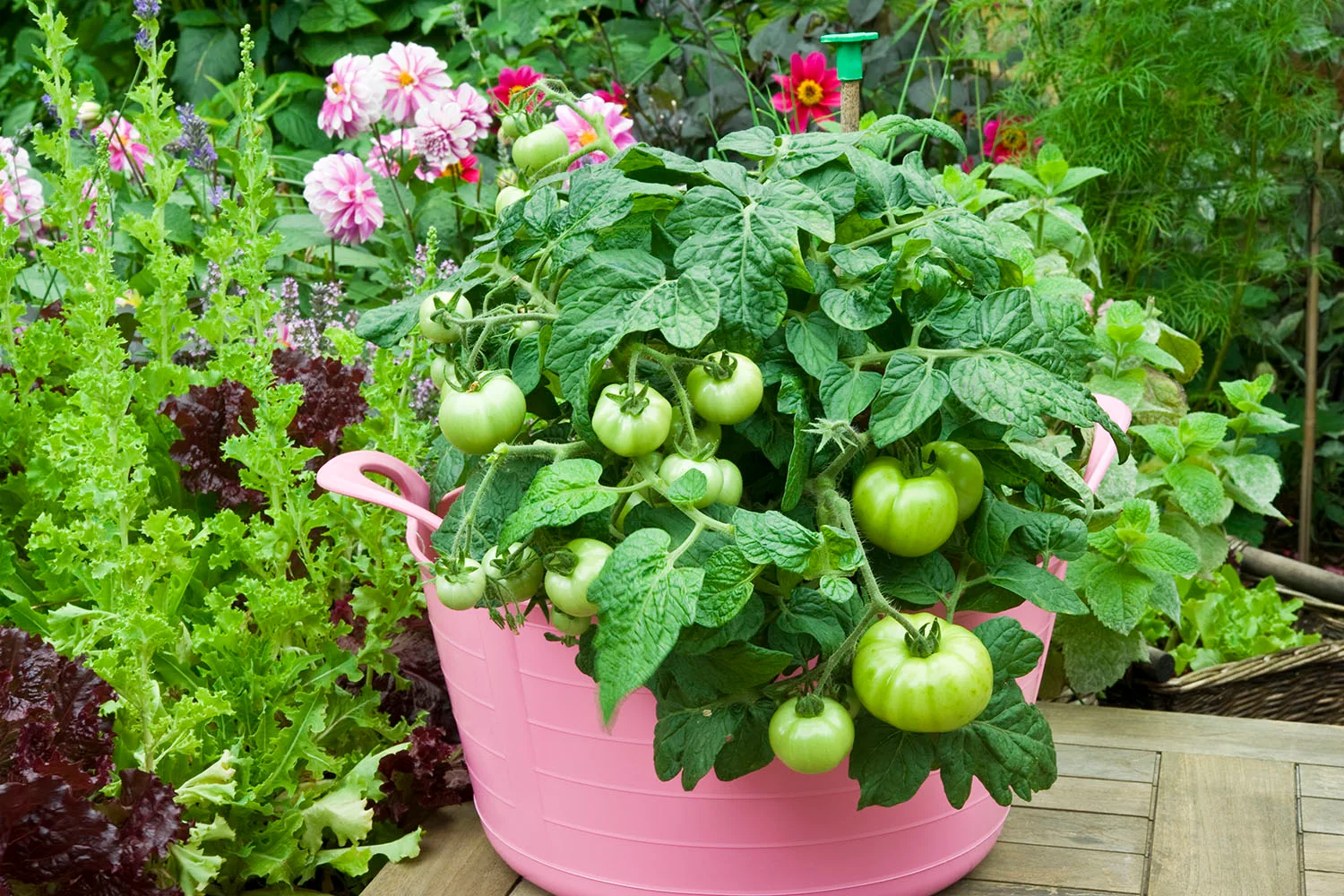 tomatoes in a pot