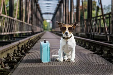 You can now track your pet with GPS