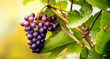 Top tips for growing vine fruit