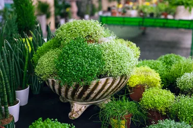 5 indoor plants you can’t kill by overwatering