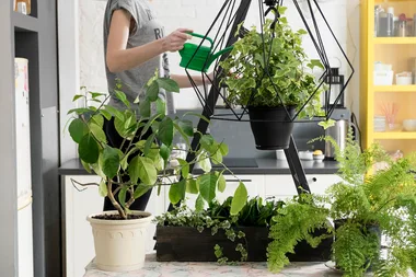 4 ways to water plants when you’re away on holiday