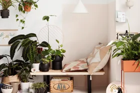 15 best indoor plants for your home and lifestyle: Easy, low-maintenance houseplants