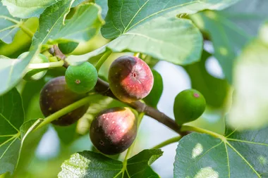 Melissa King’s guide to growing your own figs