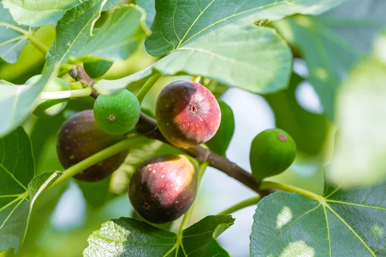 Melissa King’s guide to growing your own figs