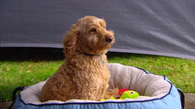 Travelling With Pets