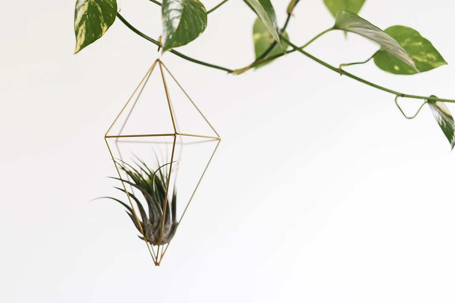 air plant in hanging