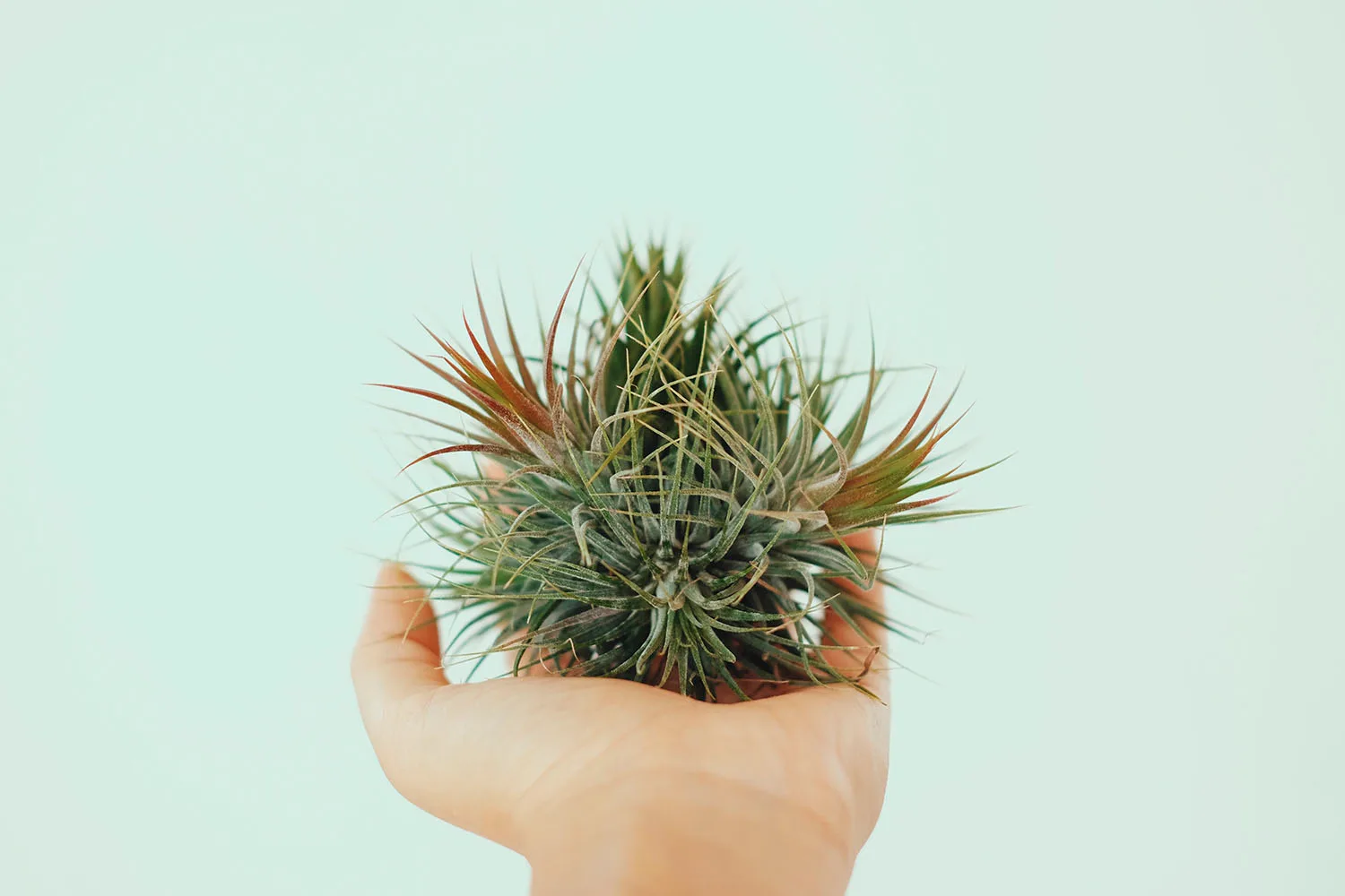 air plant in hand tillandsia