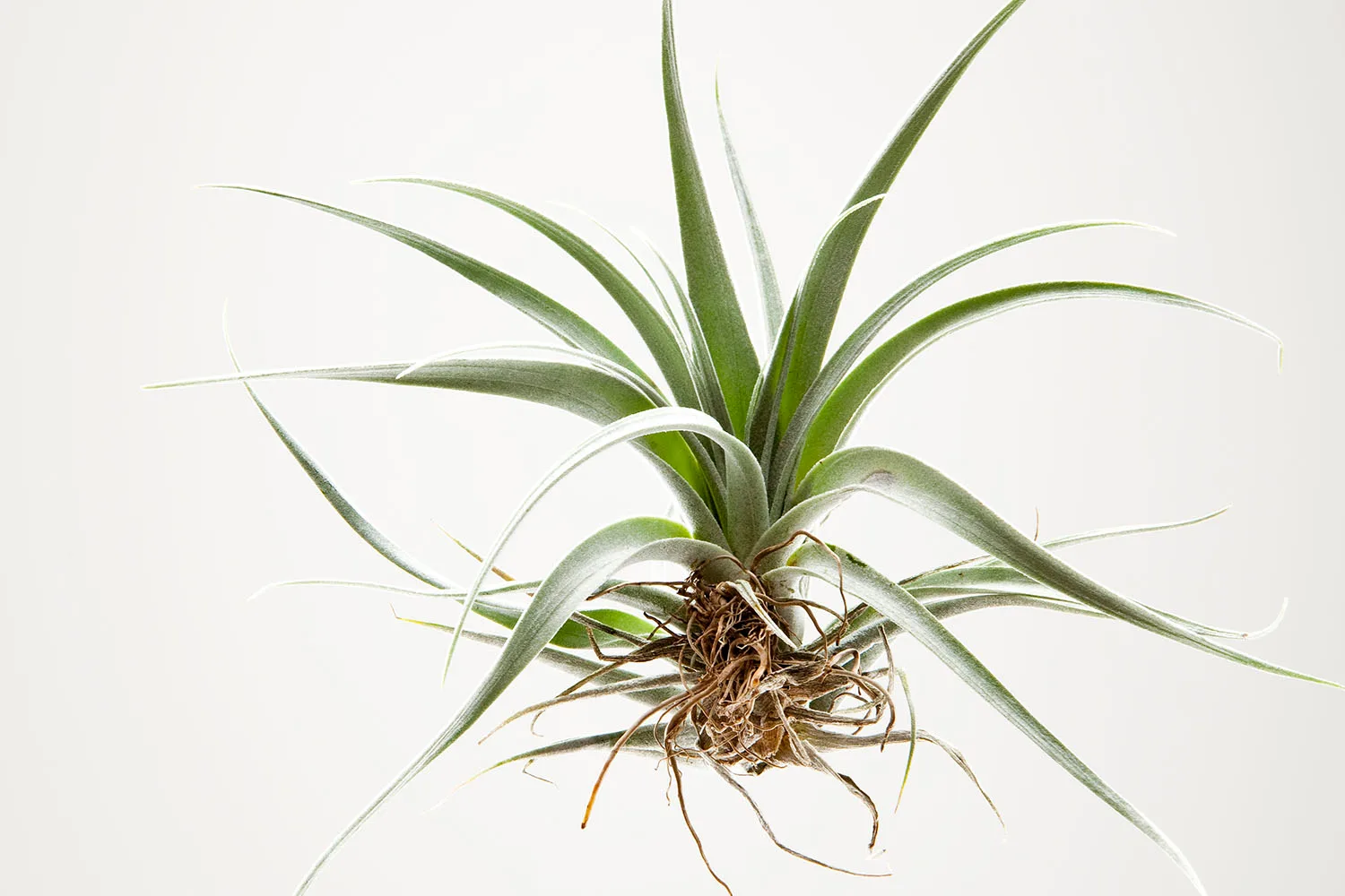 tillandsia air plant