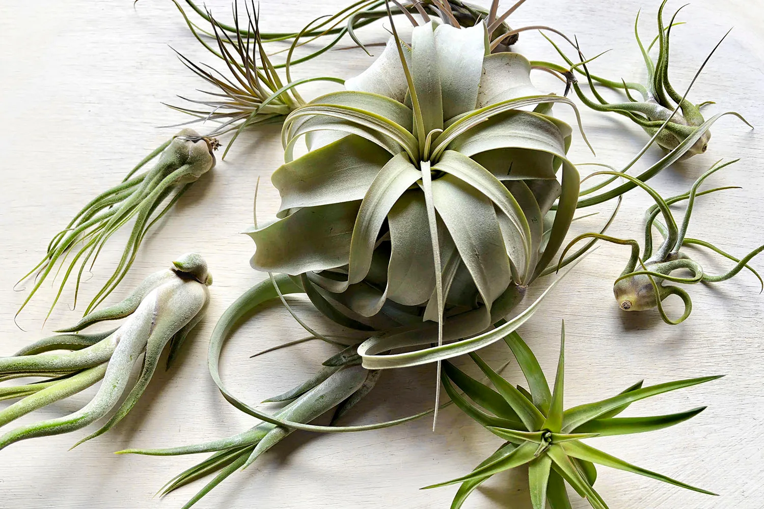 What are air plants and where to buy them