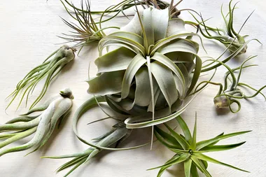 What are air plants and where to buy them