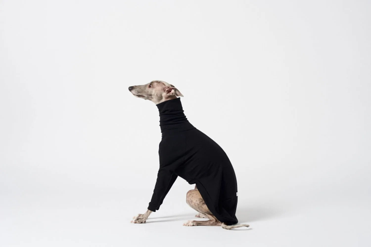 Whippet dog wearing a jumper