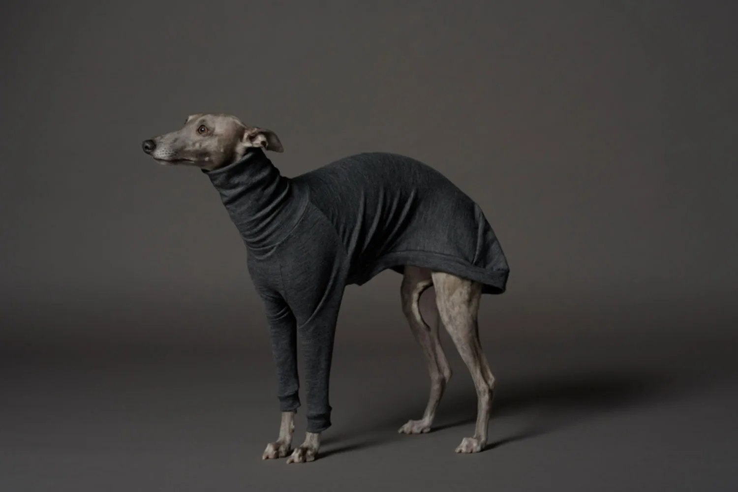Whippet dog wearing a grey jumper