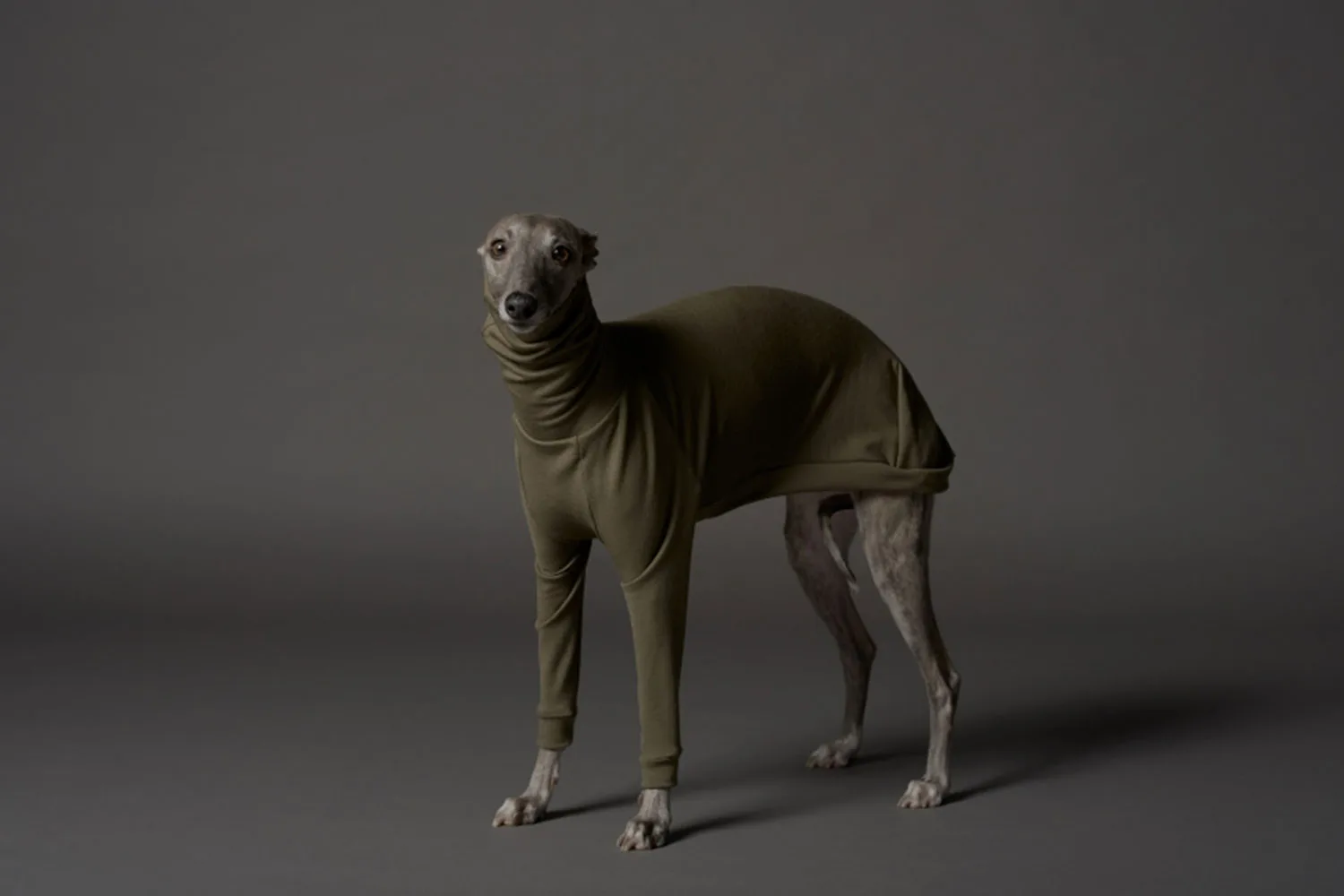 Whippet dog wearing olive green jumper