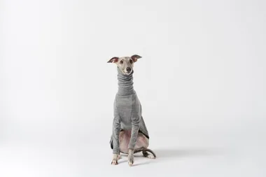 The new must-have fashion for dogs