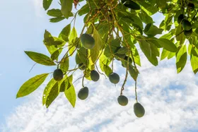 How to grow an avocado tree