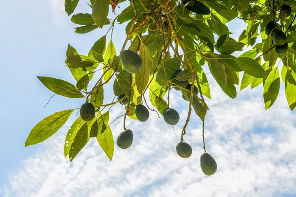 How to grow an avocado tree