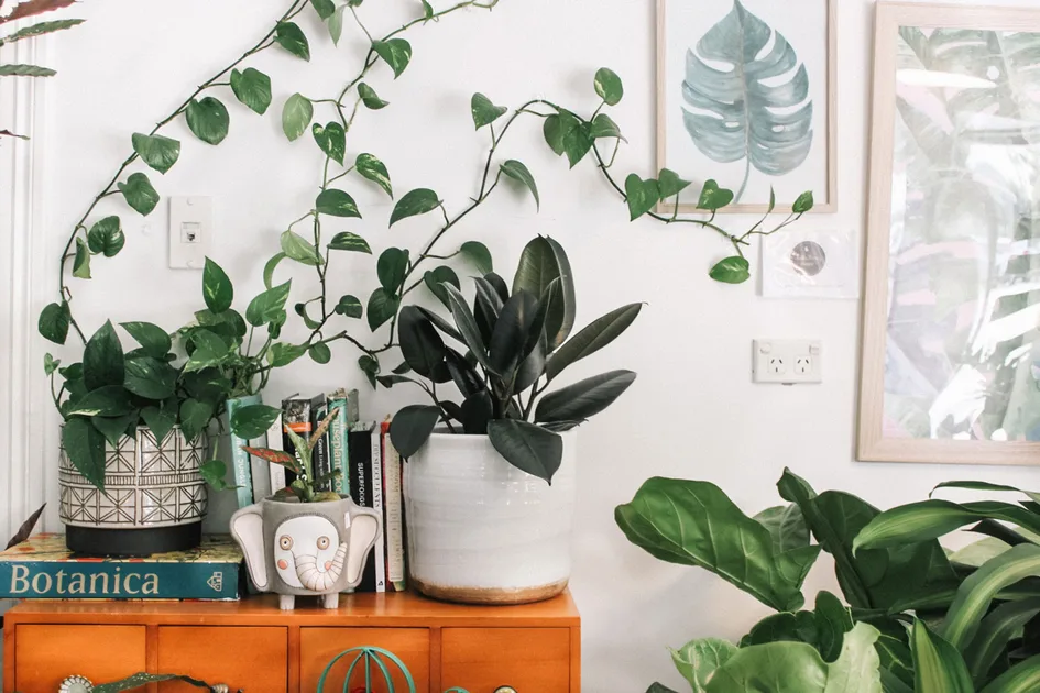 20 best air purifying plants for your home