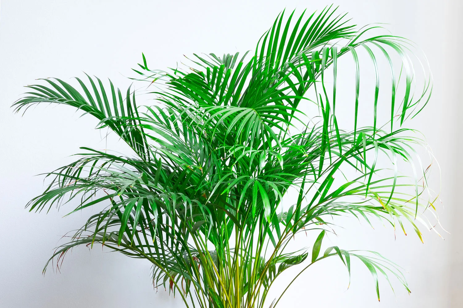 Areca Palm.