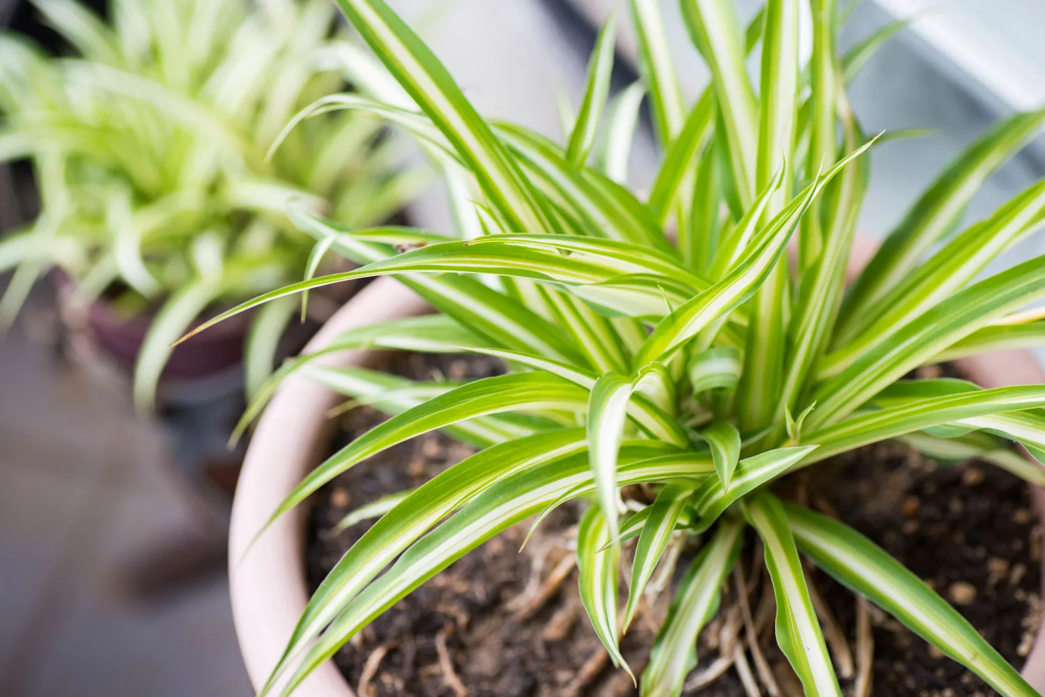 Spider plant.