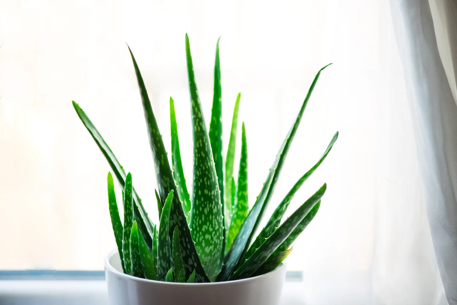 Aloe Vera.