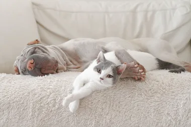 Why the Victorian rental reforms are great for pets and people alike
