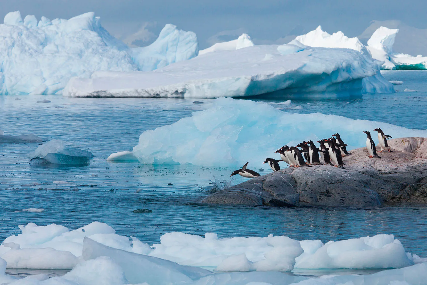 gentoo penguins in Antarctica