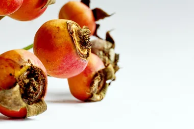 rosehips on white