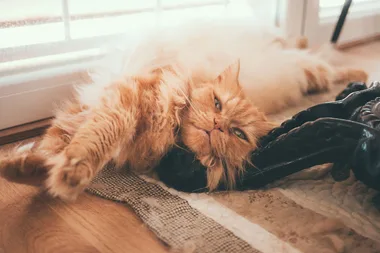 cat laying on floor
