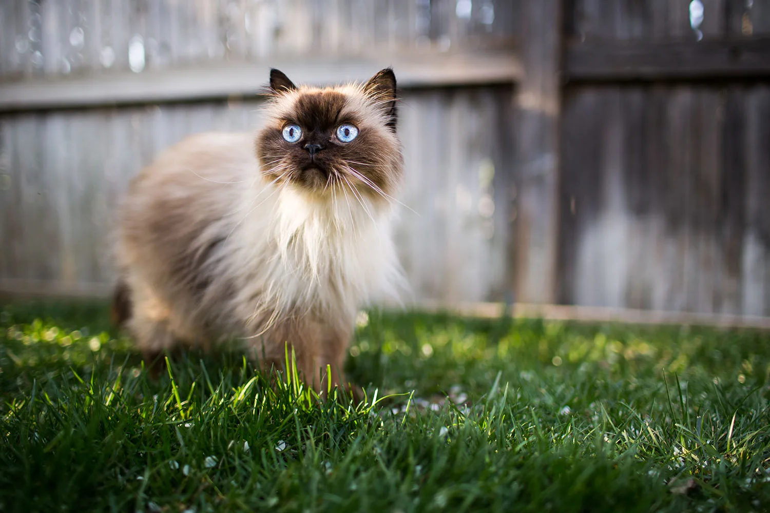 seal point cat on grass