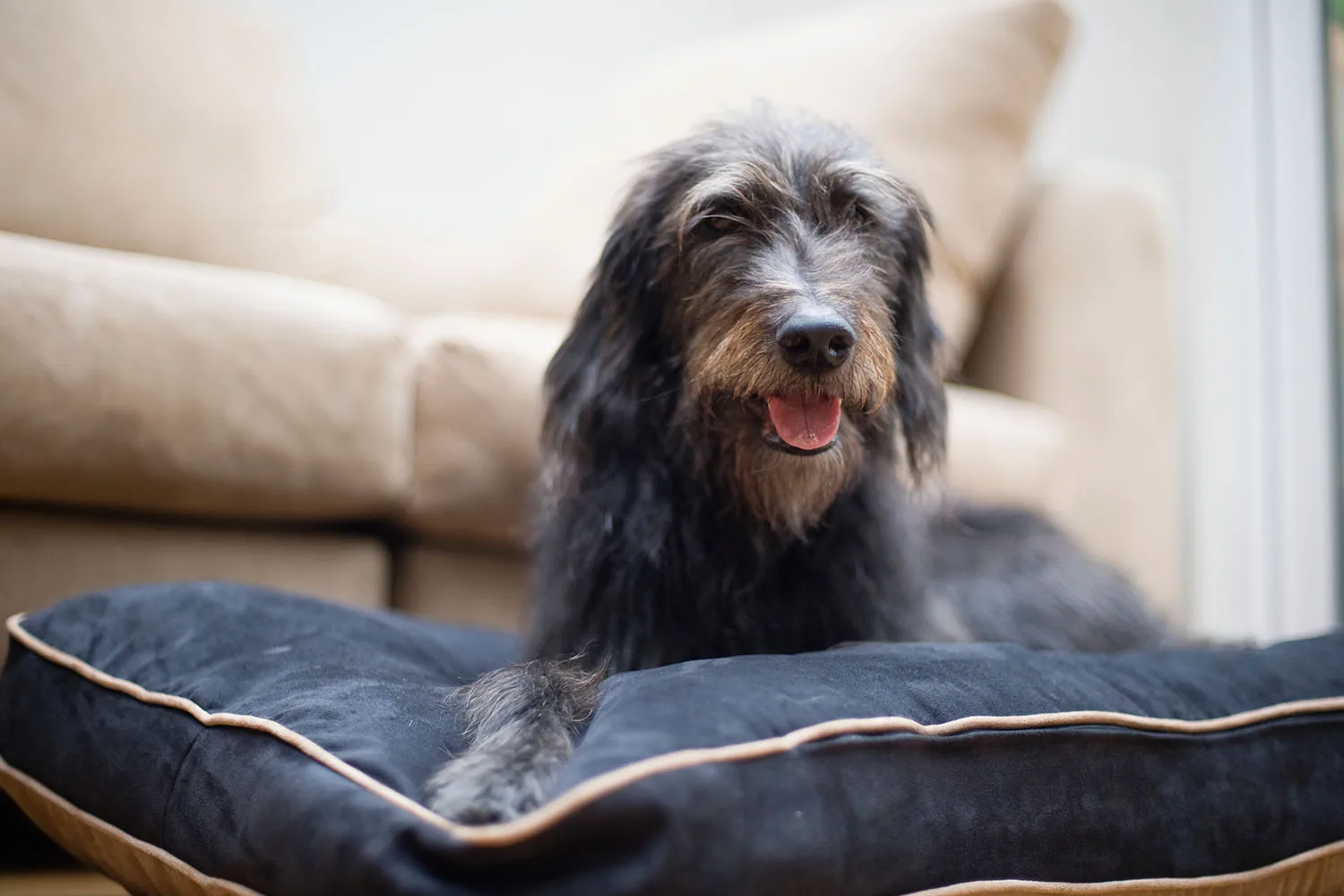 dog laying in pet bed