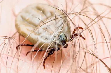 How to protect your pet from ticks this year