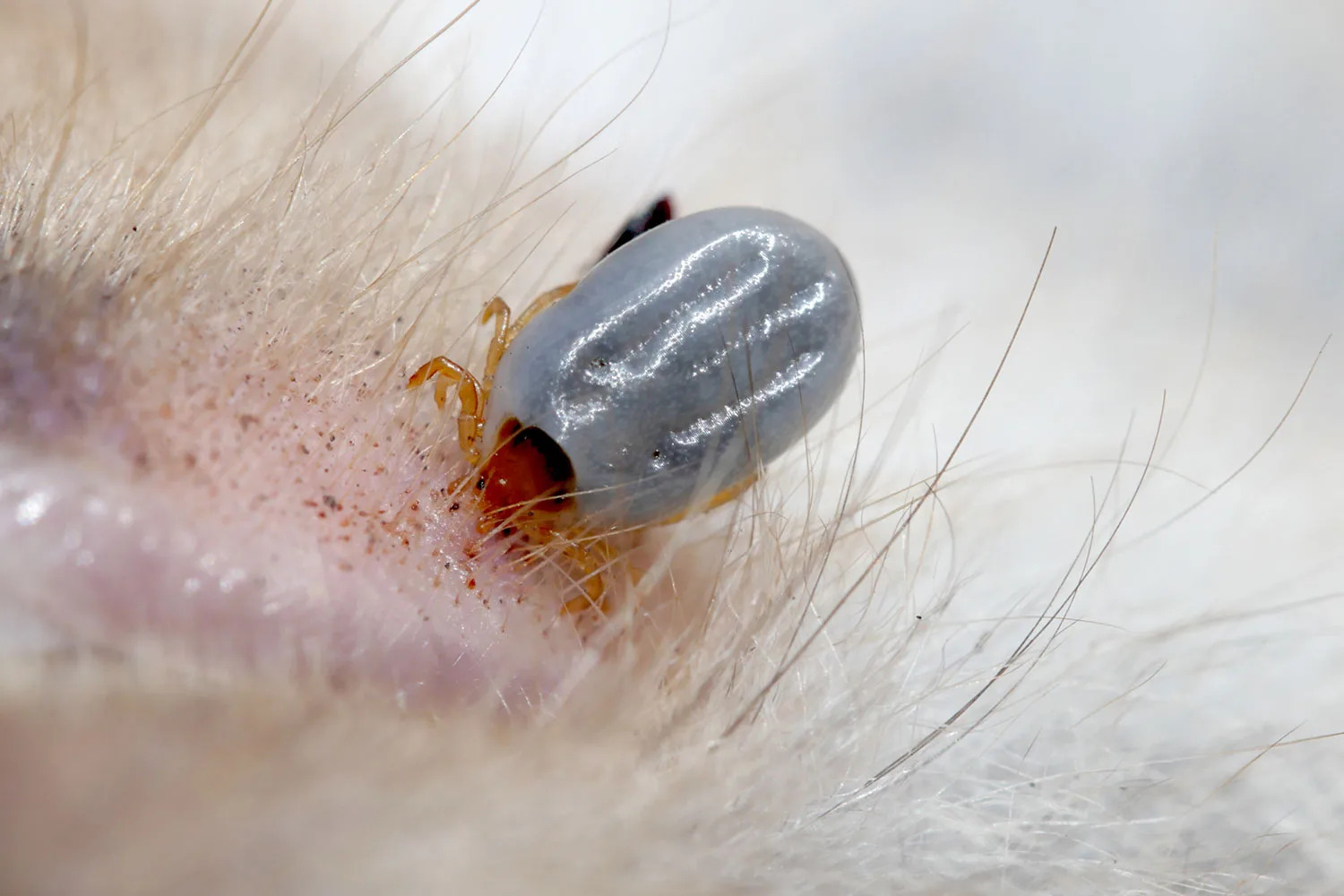 Tick on animal