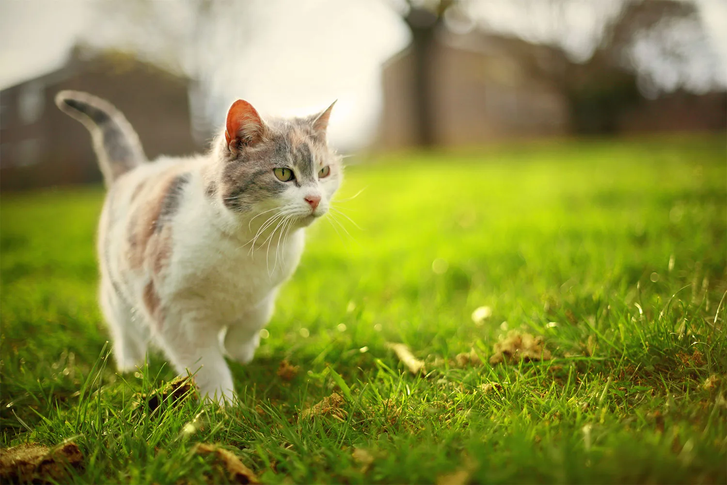 Cat walking on grass
