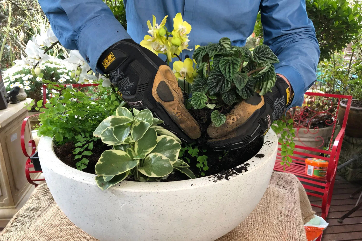 Potted colour