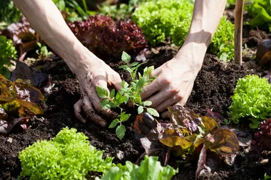 7 fast-growing vegetables