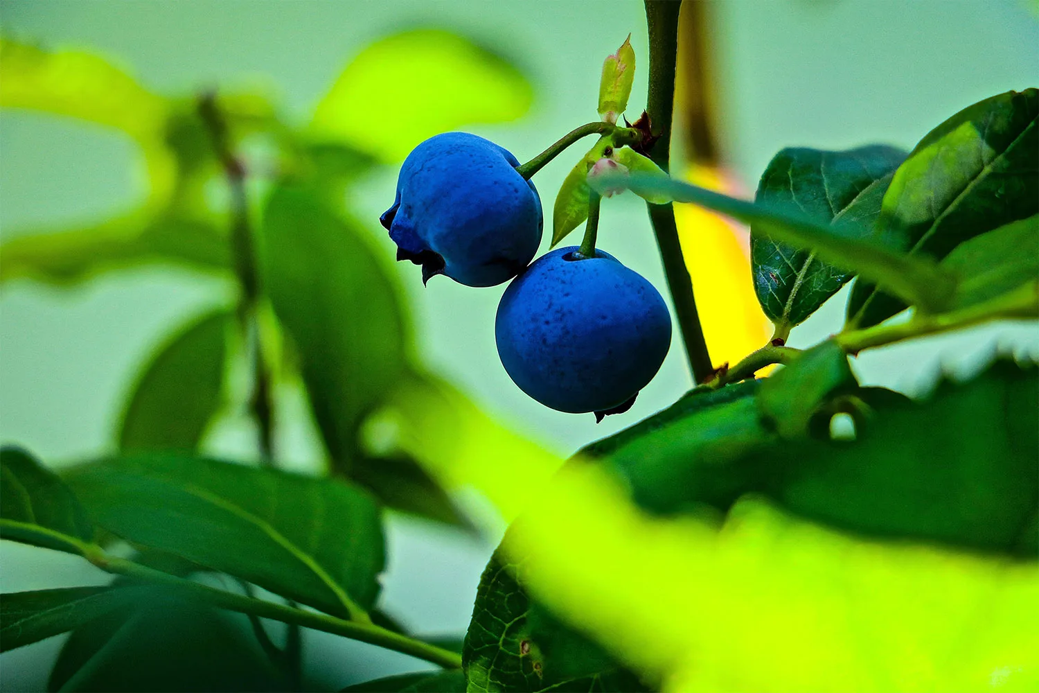Blueberries