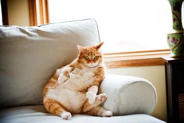 6 ways to keep your cat happy in a small home