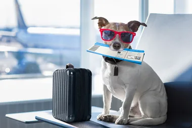5 tips for taking your pet on a plane