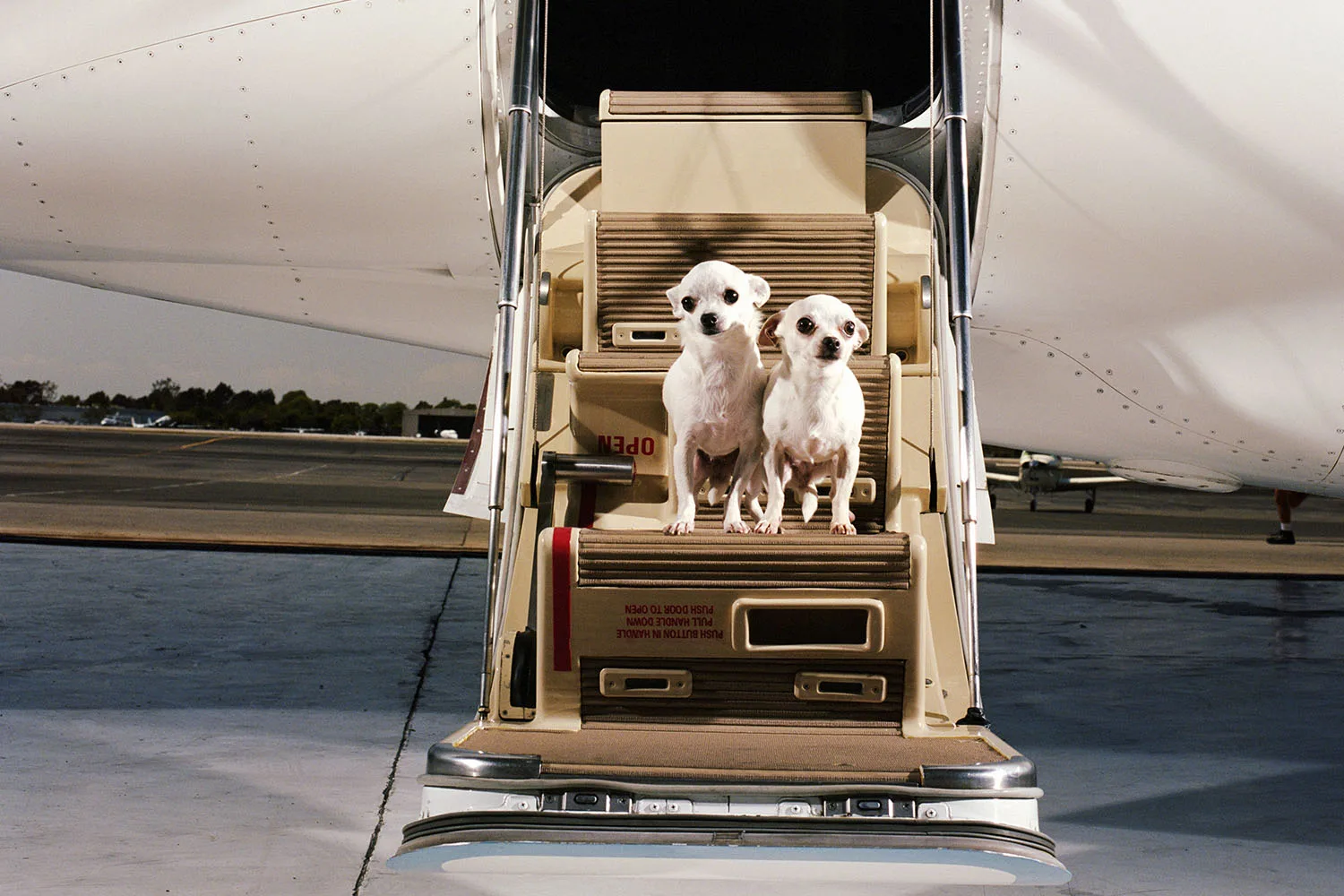 chihuahuas on plane steps