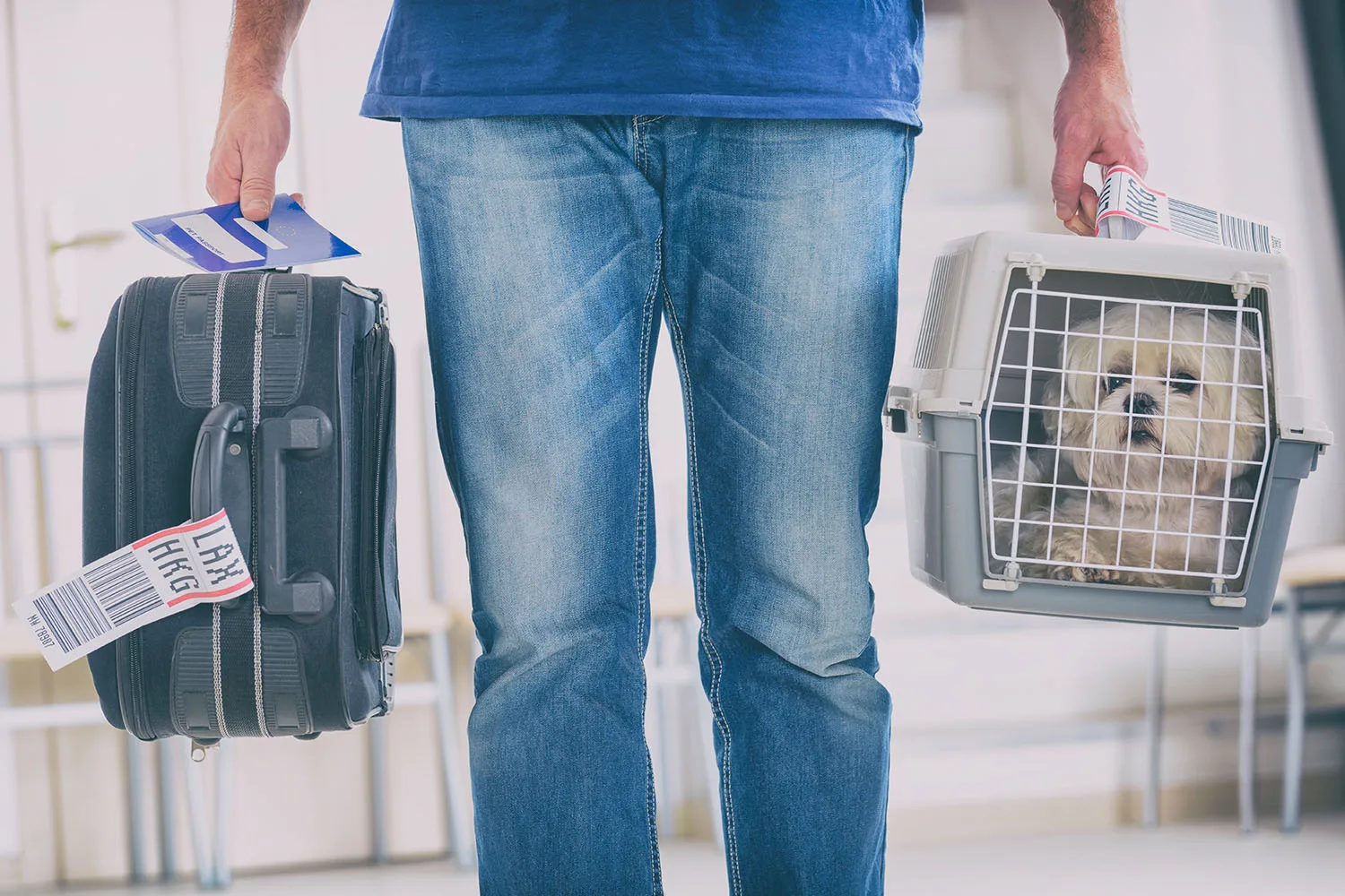 dog in carrier at airport