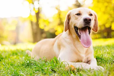 Unfortunately, your dog isn’t as smart as you think he is