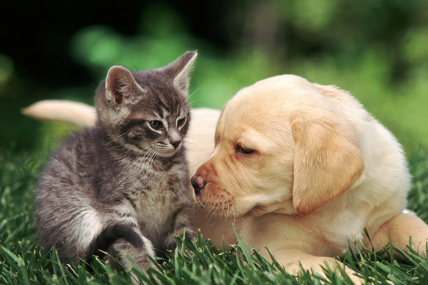 Petbarn are searching for Australia’s cutest pet