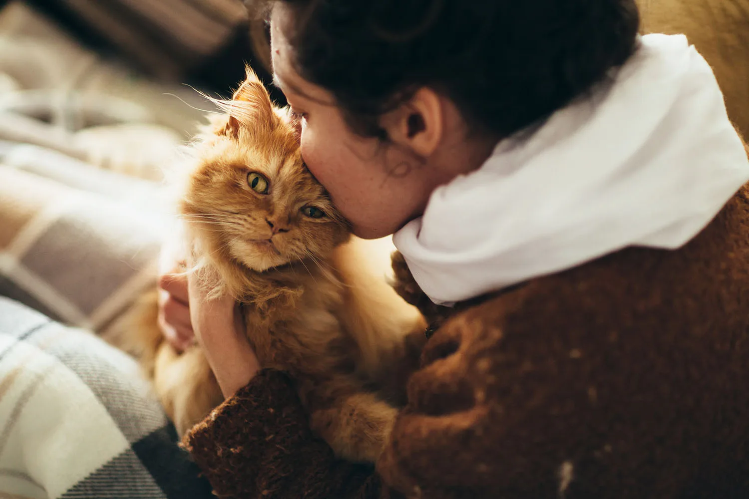 ginger kitten getting human kisses
