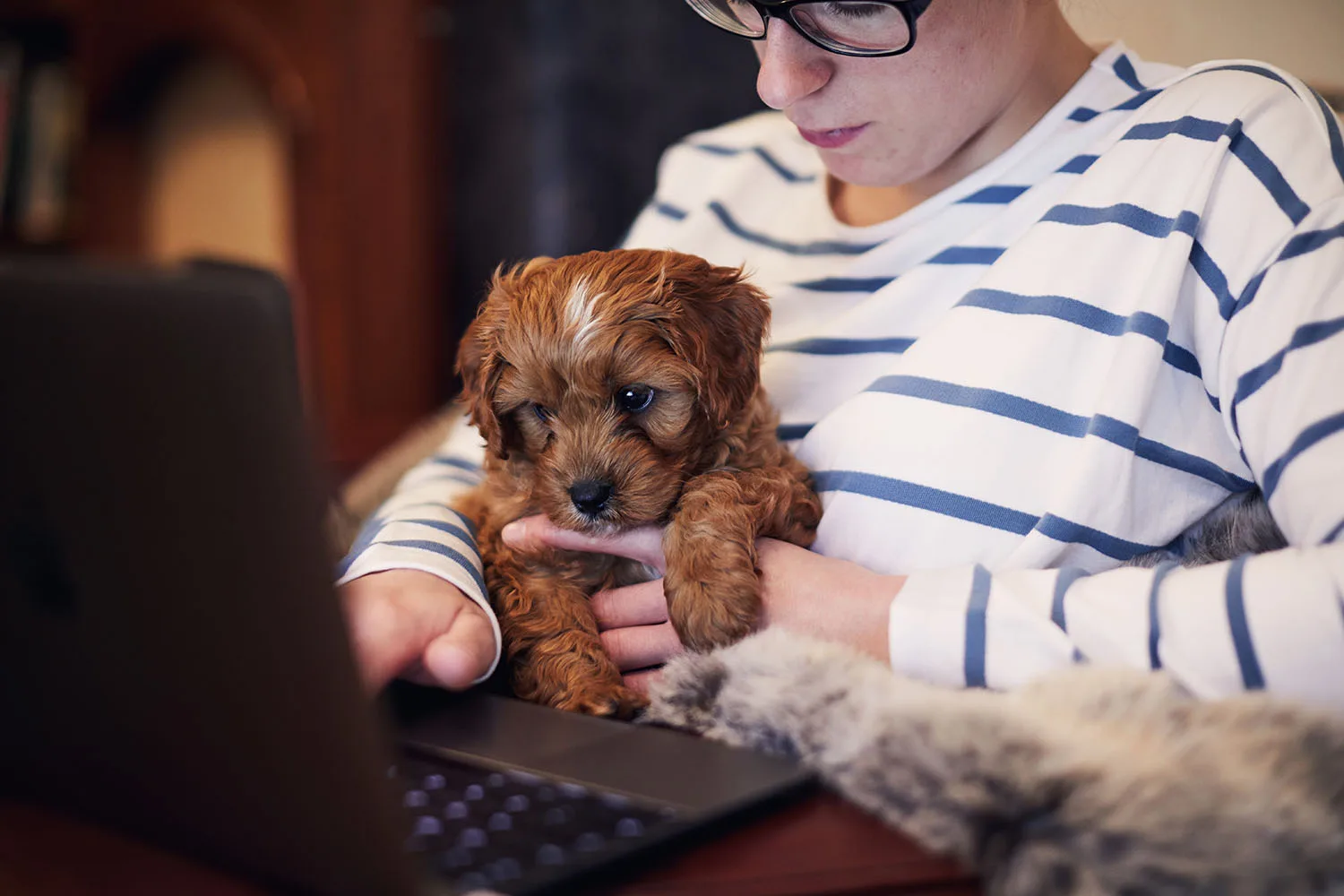 puppy looking at laptop with human