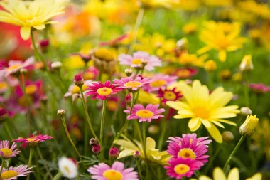 Plants grow slower in summer if it’s after a warm spring